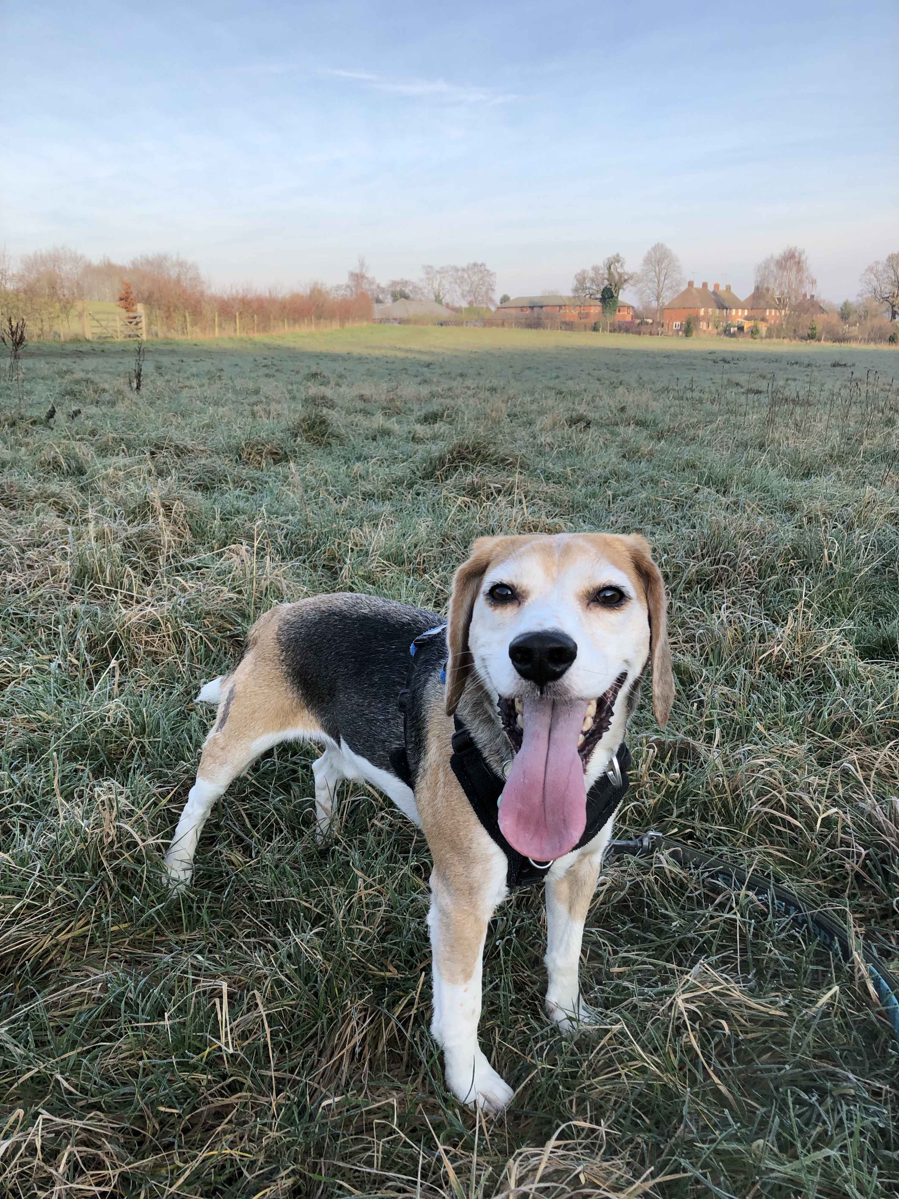 Dexter enjoying his walk in the fields.